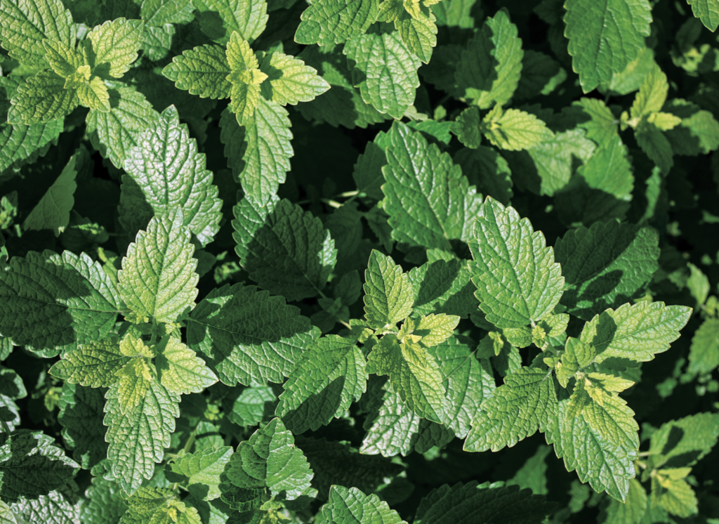 Lemon Balm