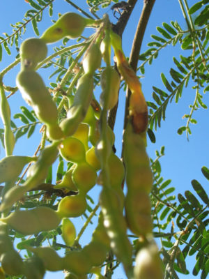 mesquite pods