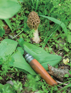 mushroom and knife