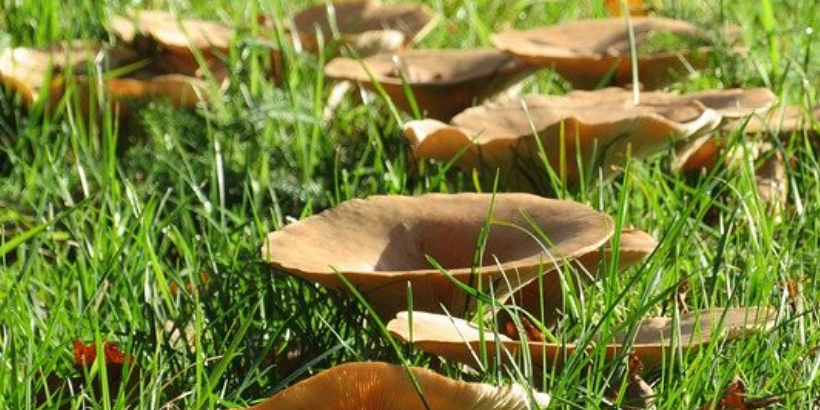 Fairy Ring