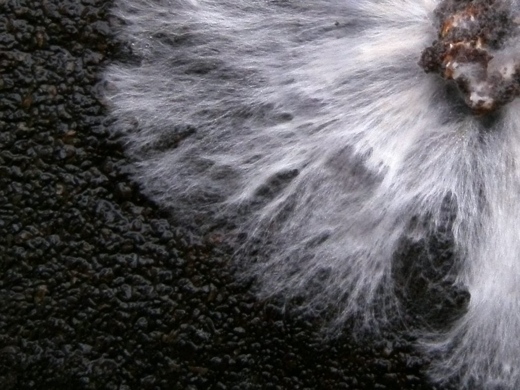 Below the Mushroom Cap: The Mycelium and Its Secrets - Chelsea Green ...