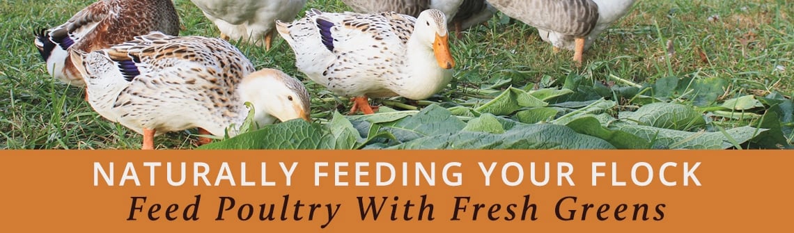 Ducks grazing on leafy greens in a grassy area, with an orange banner reading 'NATURALLY FEEDING YOUR FLOCK'.