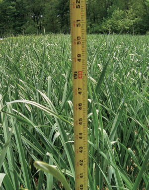 disease-free garlic plants