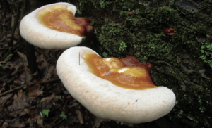 Hemlock Reishi mushroom