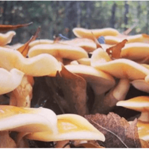 mushrooms