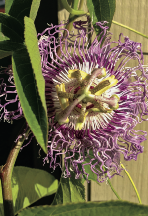 medicinal herb garden - passionflower