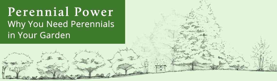 Header banner: 'Perennial Power: Why You Need Perennials in Your Garden' with a line-drawn garden scene on the right.
