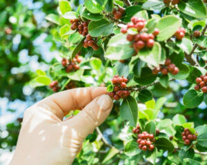 Hand picking berries