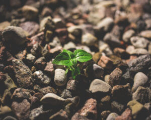 Small plant growing among a pile of rocks