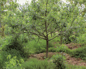A tree growing in a community park