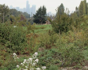 A lush and green community food forest