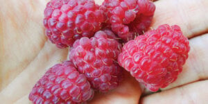RedRaspberries