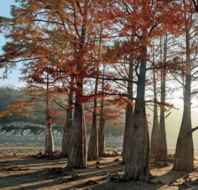 Row of large trees with orange autumn leaves along a dry, sunlit shoreline.