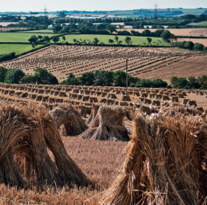 Heritage Wheat Bundles