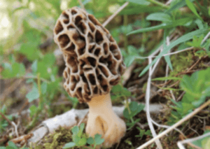 yellow morel