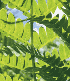 green leaves