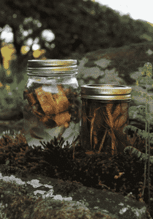 wild yeast using yellow birch bark
