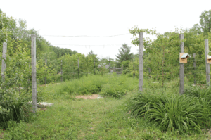 bloomington community orchard