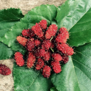 mullberries