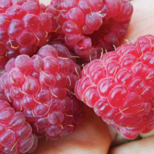 raspberries