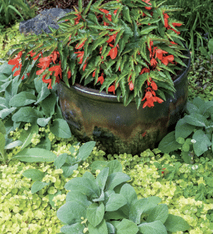Red tubular flowers in a dark glazed pot, surrounded by dense green groundcover plants in a garden bed.