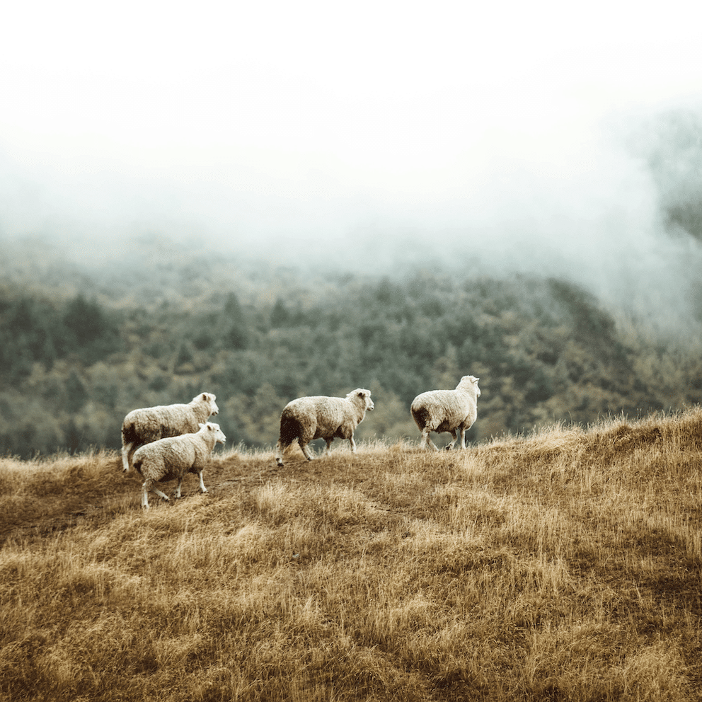 Four sheep stand on a golden hillside with a misty forest in the distance.