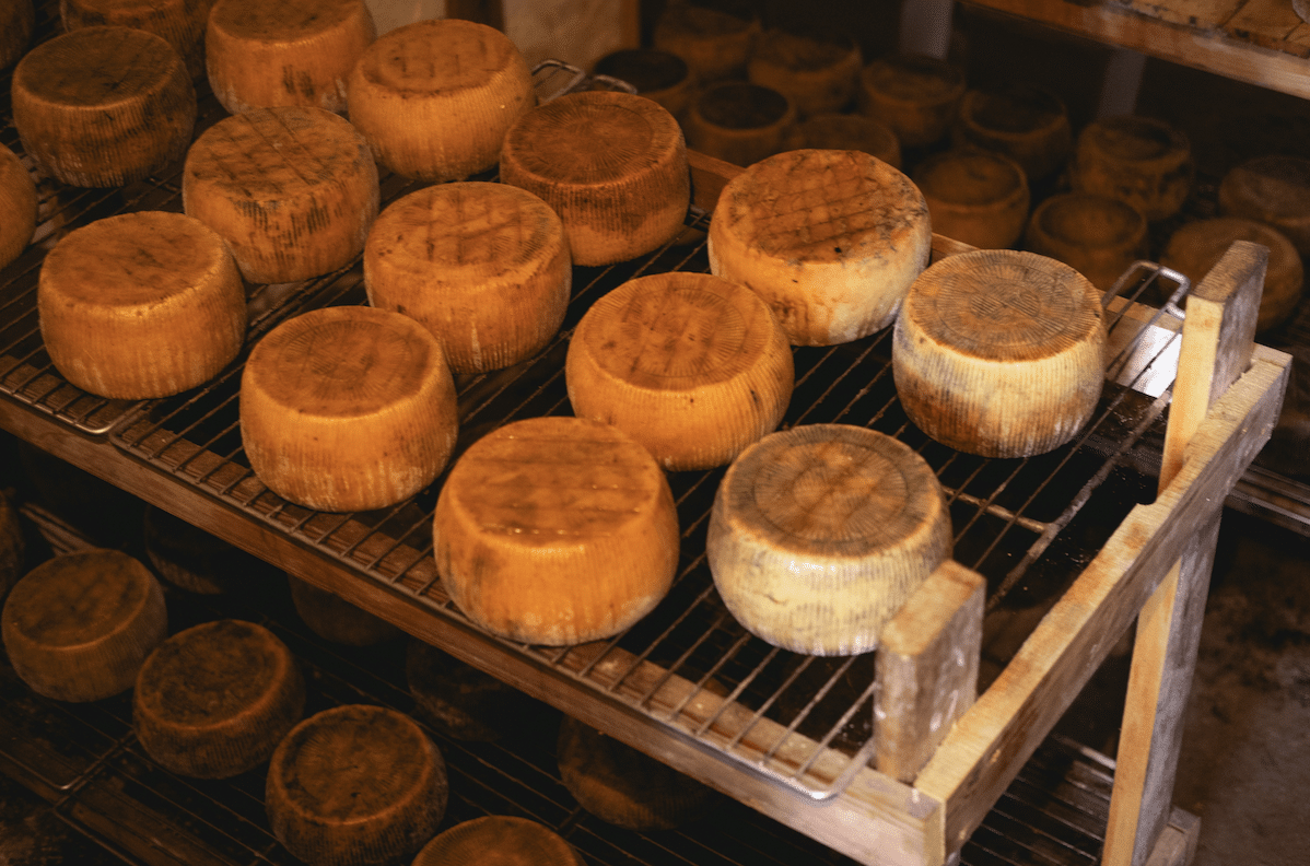 Round wheels of cheese aging on wire racks in a wooden cheese cave یا cheese-aging room