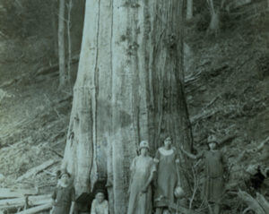 The Shelton family in Tennessee pose in front of a blight-killed American chestnut (1920). Photo courtesy of the Great Smoky Mountains National Park Library