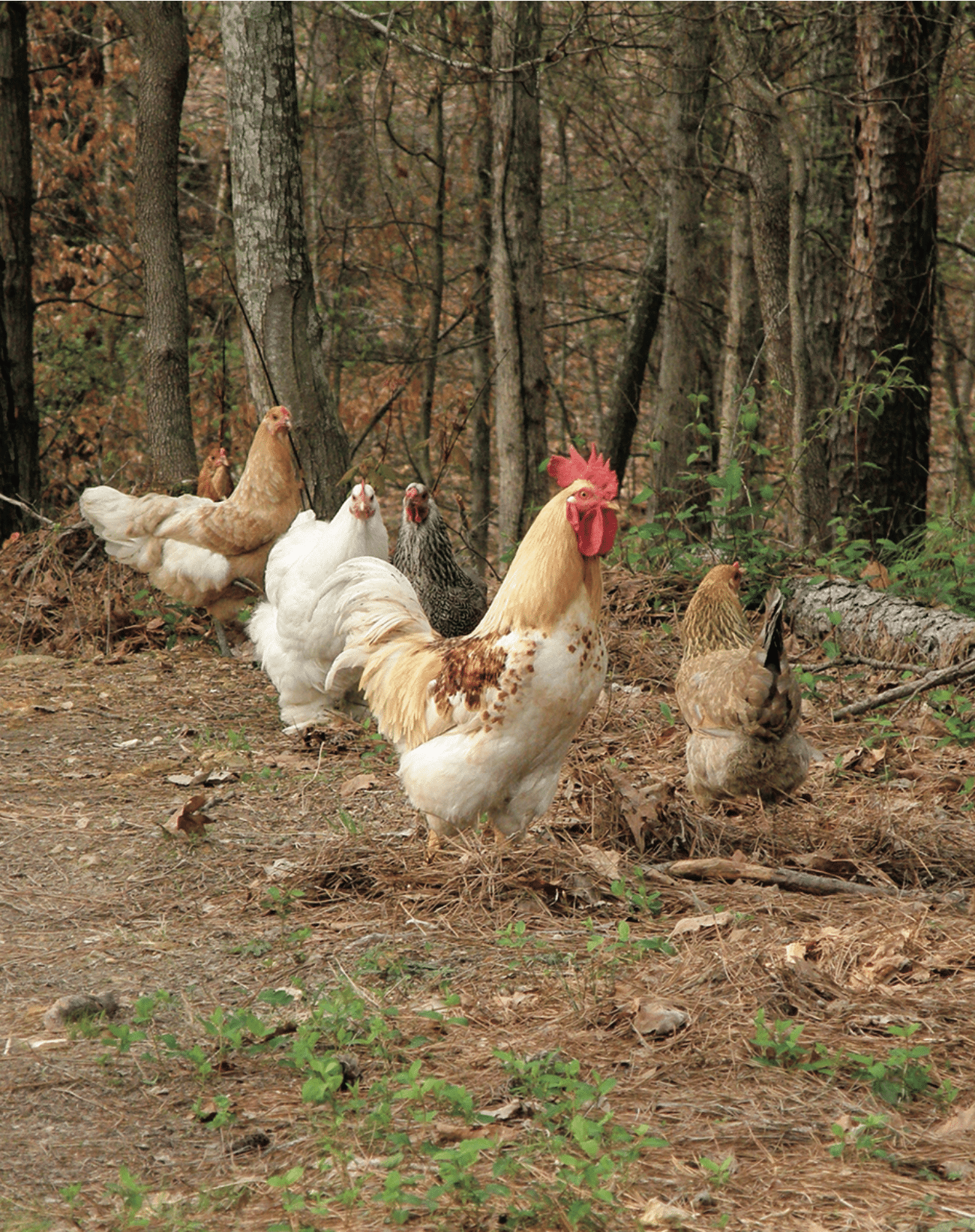 low-risk silvopasture