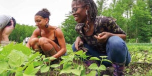 Leah Penniman ( left ) and Amani Olugbala ( right ) tend the beans during konbit at Soul Fire Farm
