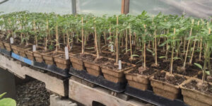 Sprouts Growing in a Greenhouse