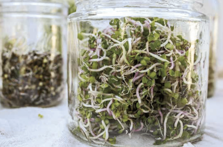 Restrain Sprout Sprouting 101: Easy Breezy Home Seed Sprouting