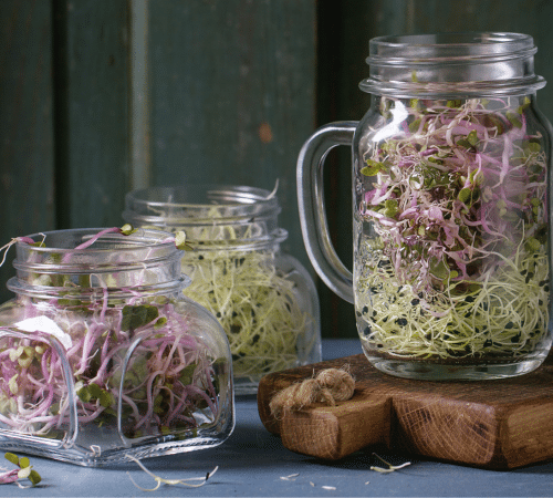 Mason jars filled with purple and green sprouts soaking in water on a wooden board.