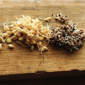 sprouts