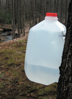 Drinking Maple Sap