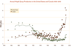 maple syrup