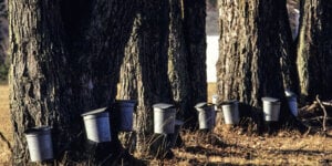 tree sap buckets
