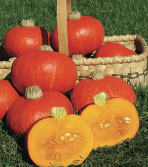 CREDIT: JOHNNY’S SELECTED SEEDS Mike Hessel maintained his own line of ‘Sugar Loaf’ squash and continued to select it while the commercial material deterio- rated. I had given up on ‘Sugar Loaf’ until I obtained some of Mike’s seed. Mike’s line, ‘Sugar Loaf–Hessel’ was introduced to the seed trade in 2008. CREDIT: KEANE MCGEE/NICHOLS GARDEN NURSERY