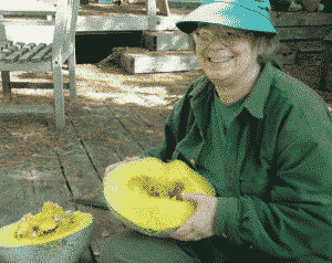  squash CREDIT: KEANE MCGEE/NICHOLS GARDEN NURSERY