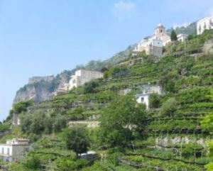 Terraced Planting