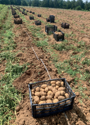 The potato harvest at Open Door Farm in Cedar Grove, North Carolina, assisted by a single-row potato digger.