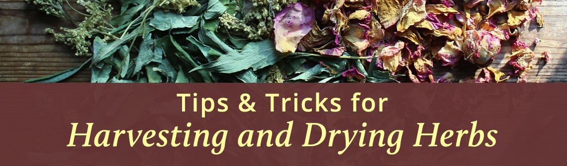 Hero banner showing dried herbs on a wooden surface with a maroon overlay reading 'Tips & Tricks for Harvesting and Drying Herbs'