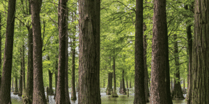 Flooded forest with tall trees rising from shallow water and lush green leaves overhead