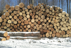 stacked bigtooth aspen logs