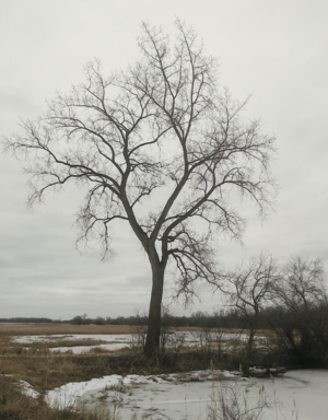 eastern cottonwood