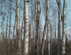 Quaking Aspen grove
