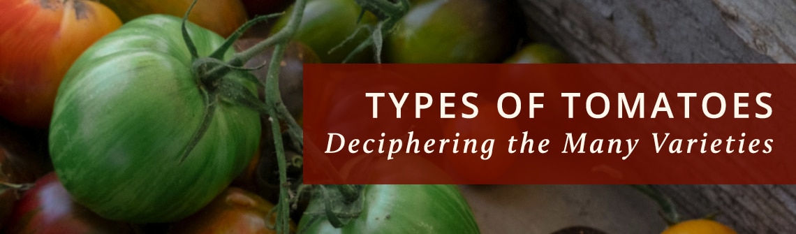 Header image for an article about tomato varieties: green and ripe tomatoes with a red title banner reading 'Types of Tomatoes: Deciphering the Many Varieties'