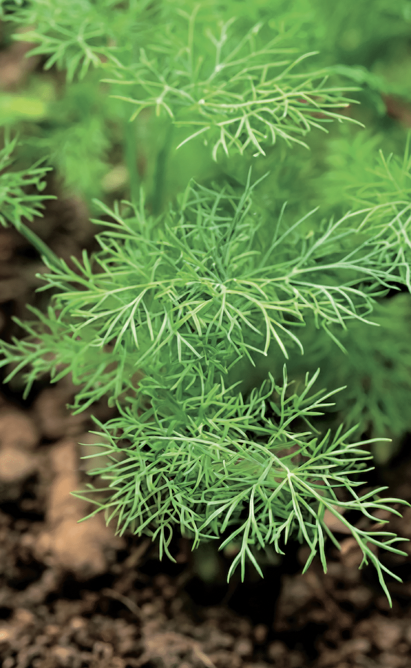 Wild Seeds as Spices: Lemon Dill Weed Seasoning | Chelsea Green