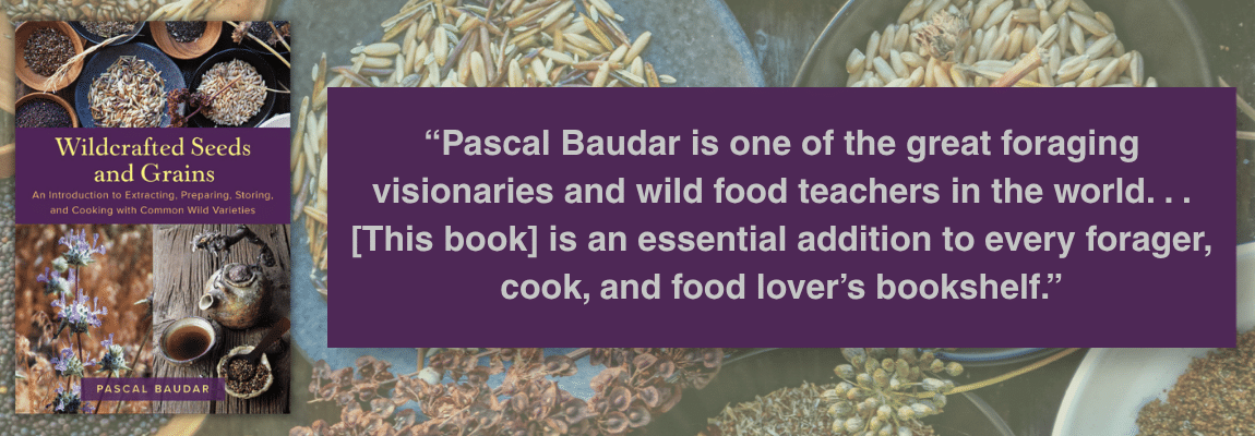 Book cover 'Wildcrafted Seeds and Grains' by Pascal Baudar beside a purple praise quote banner on a background of grains and herbs.