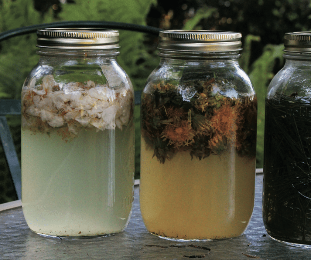 In Search of Wild Yeast Chelsea Green Publishing